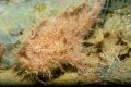 Hairy Frogfish